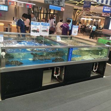 超市魚缸養魚為什么老是會死魚呢：超市魚缸養魚死魚的原因