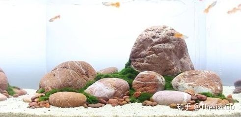 搭建魚缸生態鏈的意義:如何建立健康的造景魚缸微型生態鏈 魚缸百科 第1張 搭建魚缸生態鏈的意義:如何建立健康的造景魚缸微型生態鏈 搭建魚缸生態鏈的意義:如何建立健康的造景魚缸微型生態鏈 魚缸百科 第1張