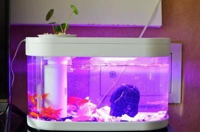 搭建魚缸生態鏈的意義:如何建立健康的造景魚缸微型生態鏈 魚缸百科 第4張 搭建魚缸生態鏈的意義:如何建立健康的造景魚缸微型生態鏈 搭建魚缸生態鏈的意義:如何建立健康的造景魚缸微型生態鏈 魚缸百科 第4張