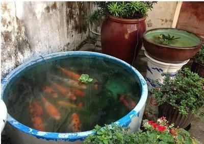 大水缸改造魚缸好嗎：大水缸改造魚缸的優點和缺點