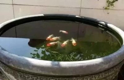 魚(yú)缸魚(yú)往下游怎么回事，，魚(yú)缸魚(yú)往下游怎么回事