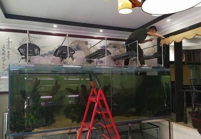 養(yǎng)龍魚一年需要多少費(fèi)用 龍魚百科 第3張 養(yǎng)龍魚一年需要多少費(fèi)用 養(yǎng)龍魚一年需要多少費(fèi)用 龍魚百科 第3張