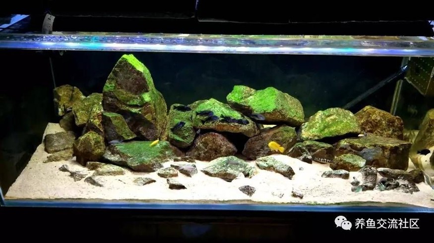 慈鯛魚缸造景60缸：為慈鯛設計60缸的造景步驟和要點 慈鯛魚缸造景60缸：為慈鯛設計60缸的造景步驟和要點 魚缸百科 第3張