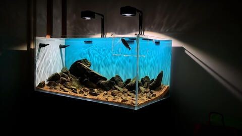 慈鯛魚缸造景60缸：為慈鯛設計60缸的造景步驟和要點 慈鯛魚缸造景60缸：為慈鯛設計60缸的造景步驟和要點 魚缸百科 第4張
