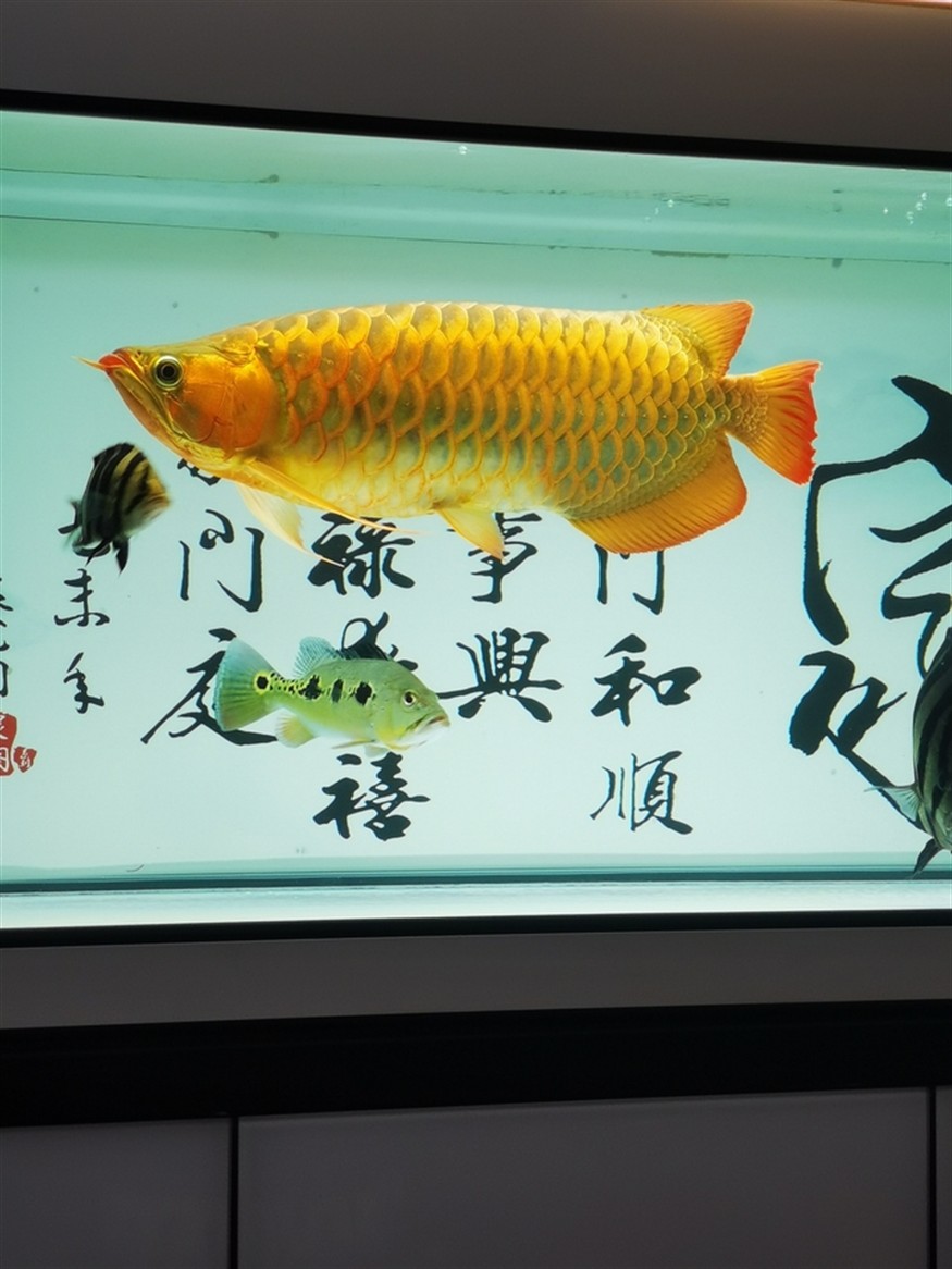 其樂融融，高低是湊齊五虎了！養魚的路上就不斷的折騰，初衷是精養缸紅龍，慢慢的就滿滿當當！！！