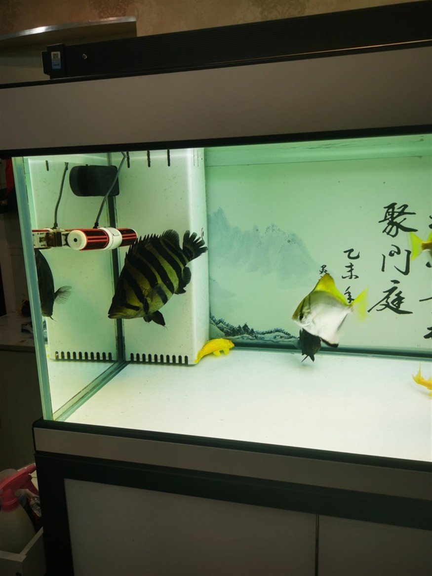 其樂融融，高低是湊齊五虎了！養魚的路上就不斷的折騰，初衷是精養缸紅龍，慢慢的就滿滿當當！！！