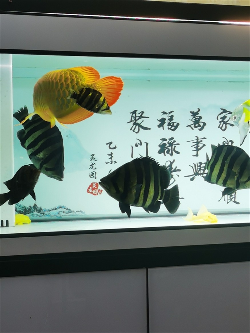 其樂融融，高低是湊齊五虎了！養魚的路上就不斷的折騰，初衷是精養缸紅龍，慢慢的就滿滿當當！！！