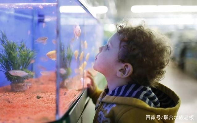 玻璃掉魚缸里了怎么拿出來呢：如何從魚缸中取出玻璃碎片？