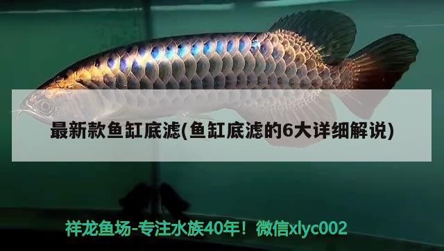 這個養(yǎng)錦鯉怎么樣？