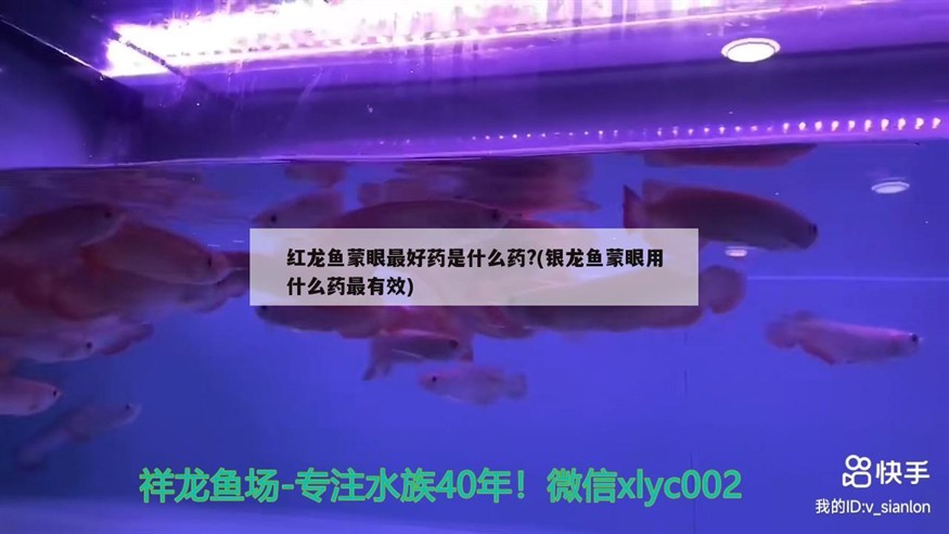 紅龍魚蒙眼最好藥是什么藥?(銀龍魚蒙眼用什么藥最有效) 紅龍魚蒙眼最好藥是什么藥?(銀龍魚蒙眼用什么藥最有效) 銀龍魚百科