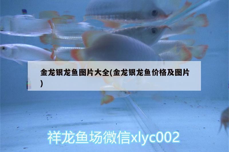 金龍魚銀龍魚圖片欣賞(金龍魚銀龍魚圖片欣賞大全) 金龍魚銀龍魚圖片欣賞(金龍魚銀龍魚圖片欣賞大全) 銀龍魚百科