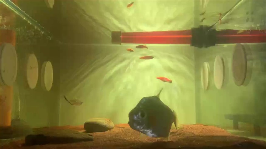 辛古水虎建檔 辛古水虎建檔 龍魚論壇