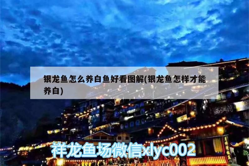 銀龍魚怎么養白魚好看圖解(銀龍魚怎樣才能養白)