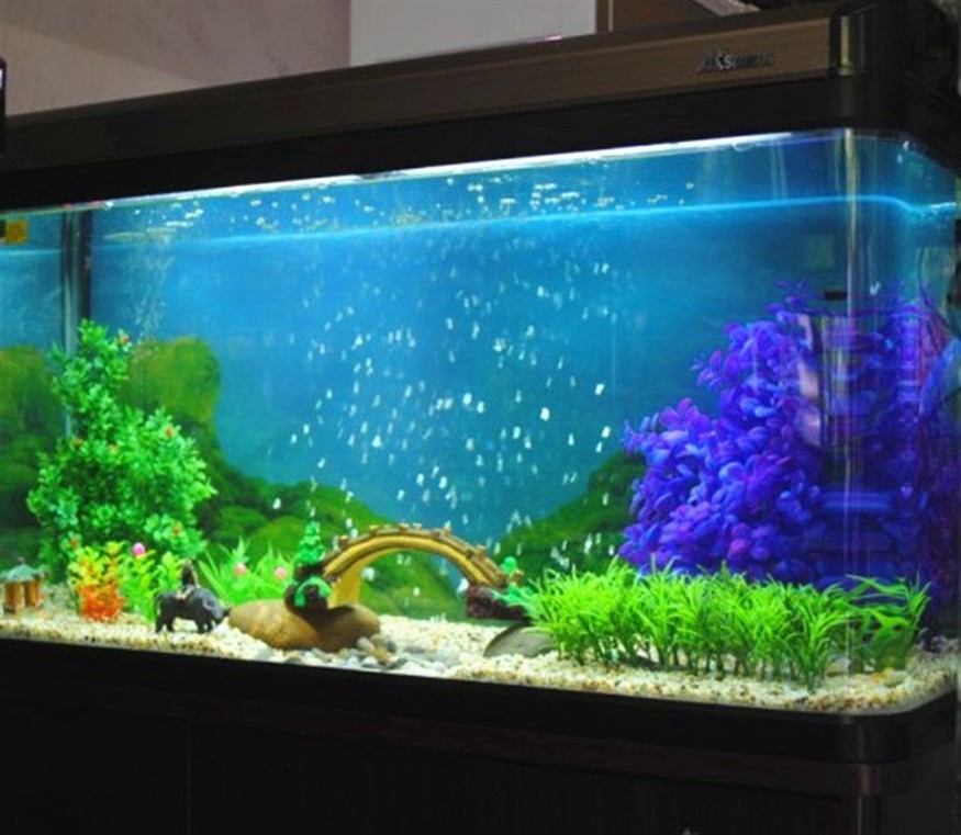 大魚缸改造植物缸好不好：大魚缸改造植物缸可行嗎