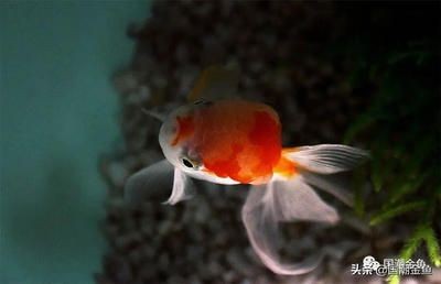 北方適合養什么魚合適放魚缸：北方適合養什么魚？