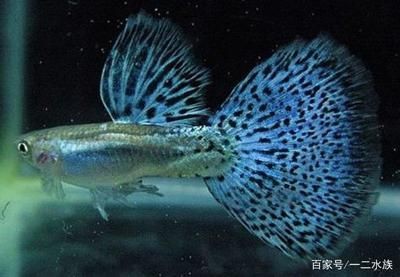 北方適合養什么魚合適放魚缸：北方適合養什么魚？