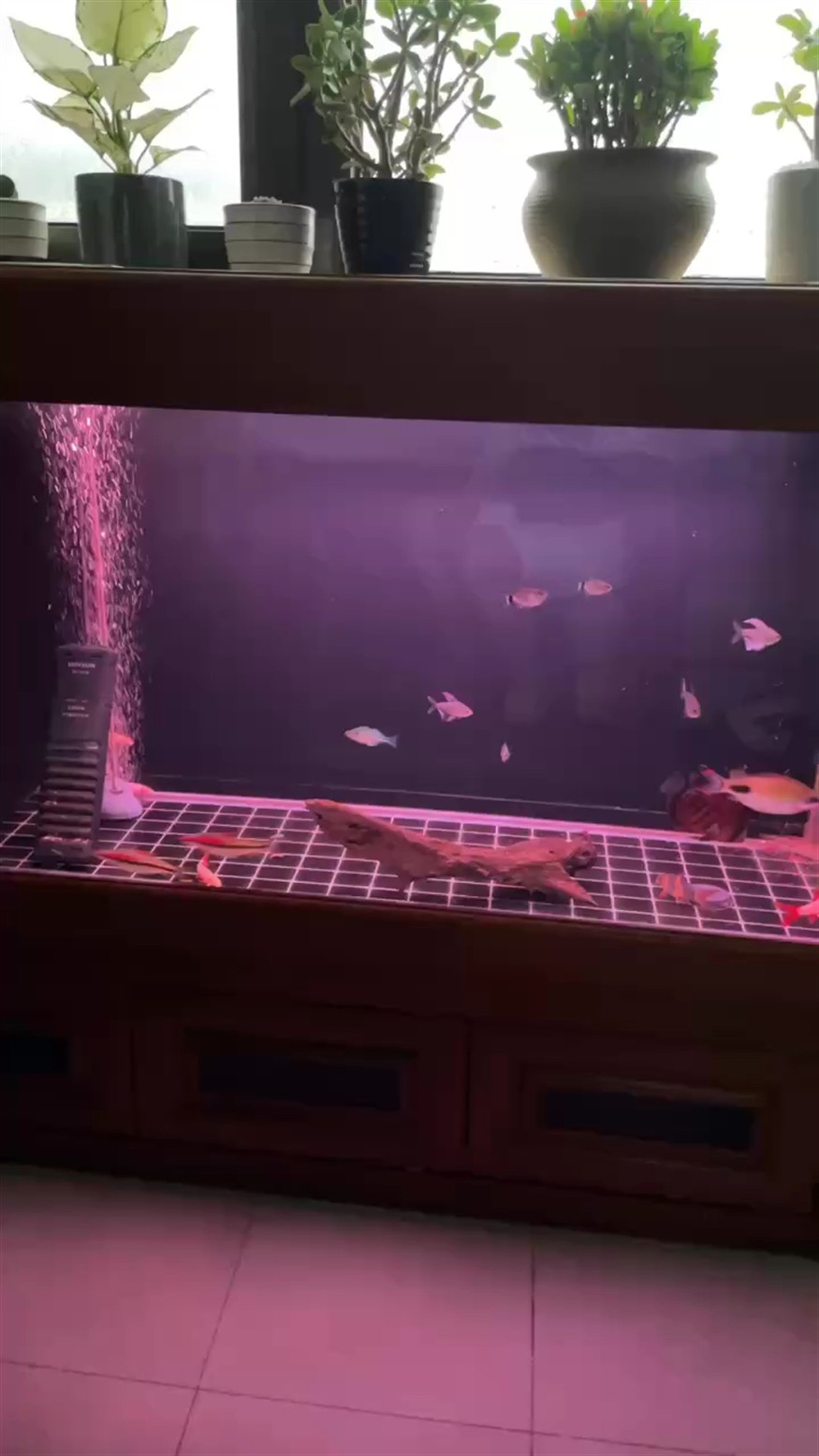 加幾條小燈魚。