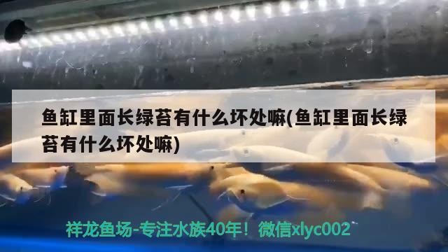 魚缸里面長綠苔有什么壞處嘛(魚缸里面長綠苔有什么壞處嘛)