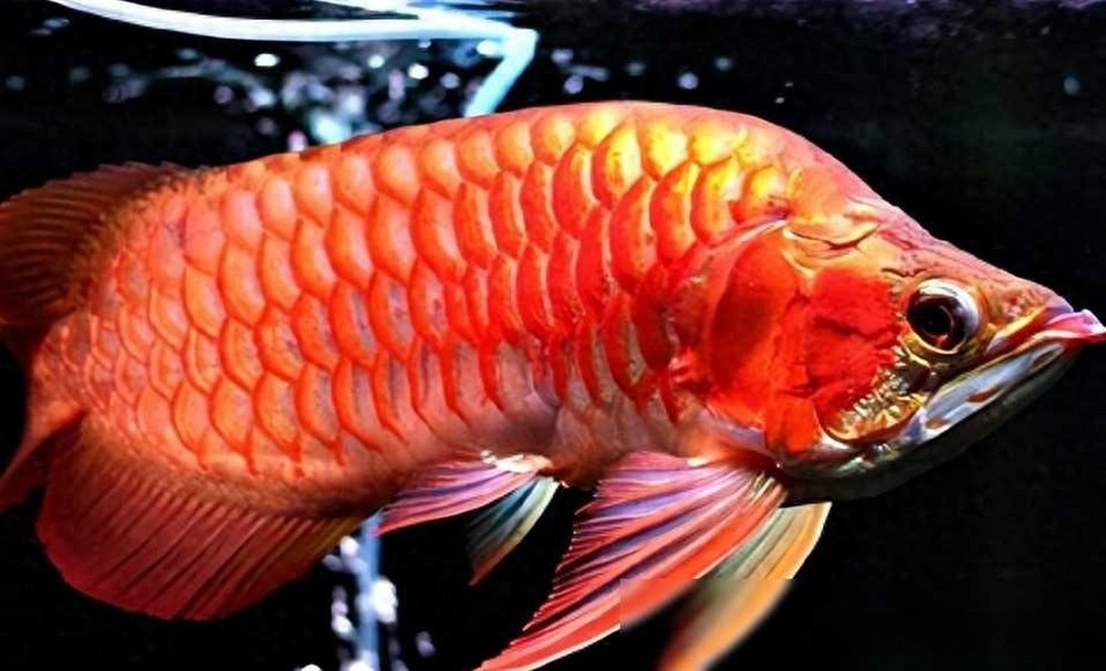 印尼紅龍魚場有哪些品種魚：印尼紅龍魚場養(yǎng)殖的紅龍魚品種豐富，但不限于以下幾種名稱