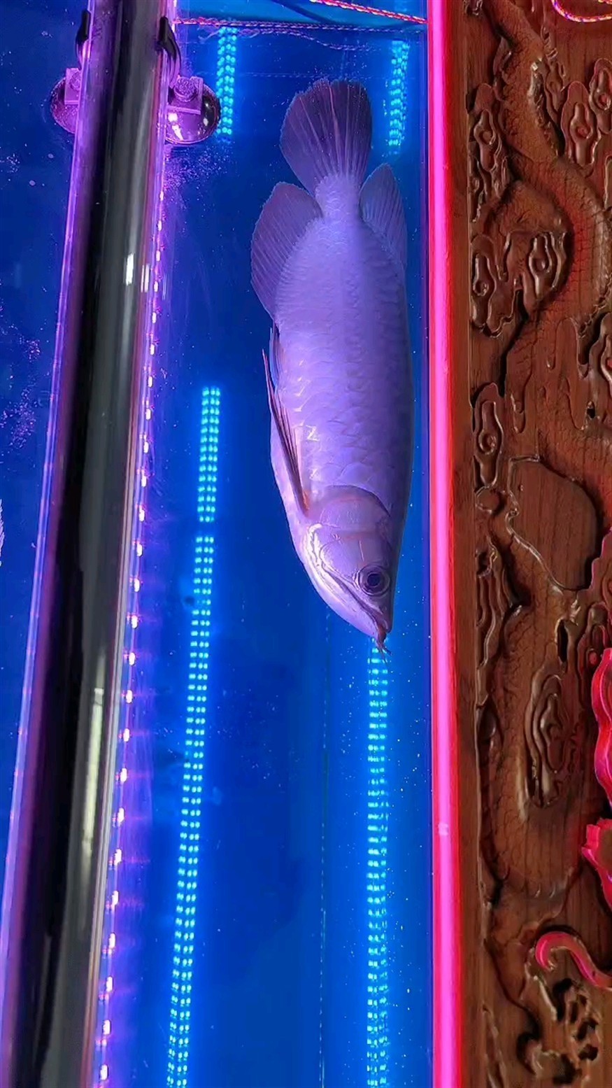 新手 記錄一下看看后期養到什么程度
