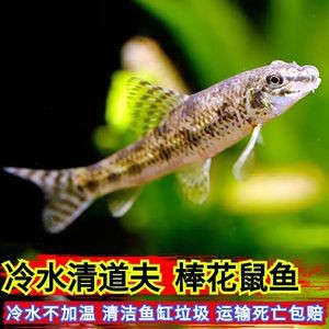 土霉素治療蒙眼病有哪些注意事項，使用土霉素治療蒙眼病時的注意事項：**適應癥