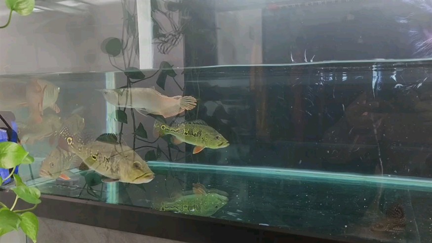 周末在家換水