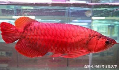 紅龍魚怎么生小魚 紅龍魚怎么生小魚 龍魚百科 第2張