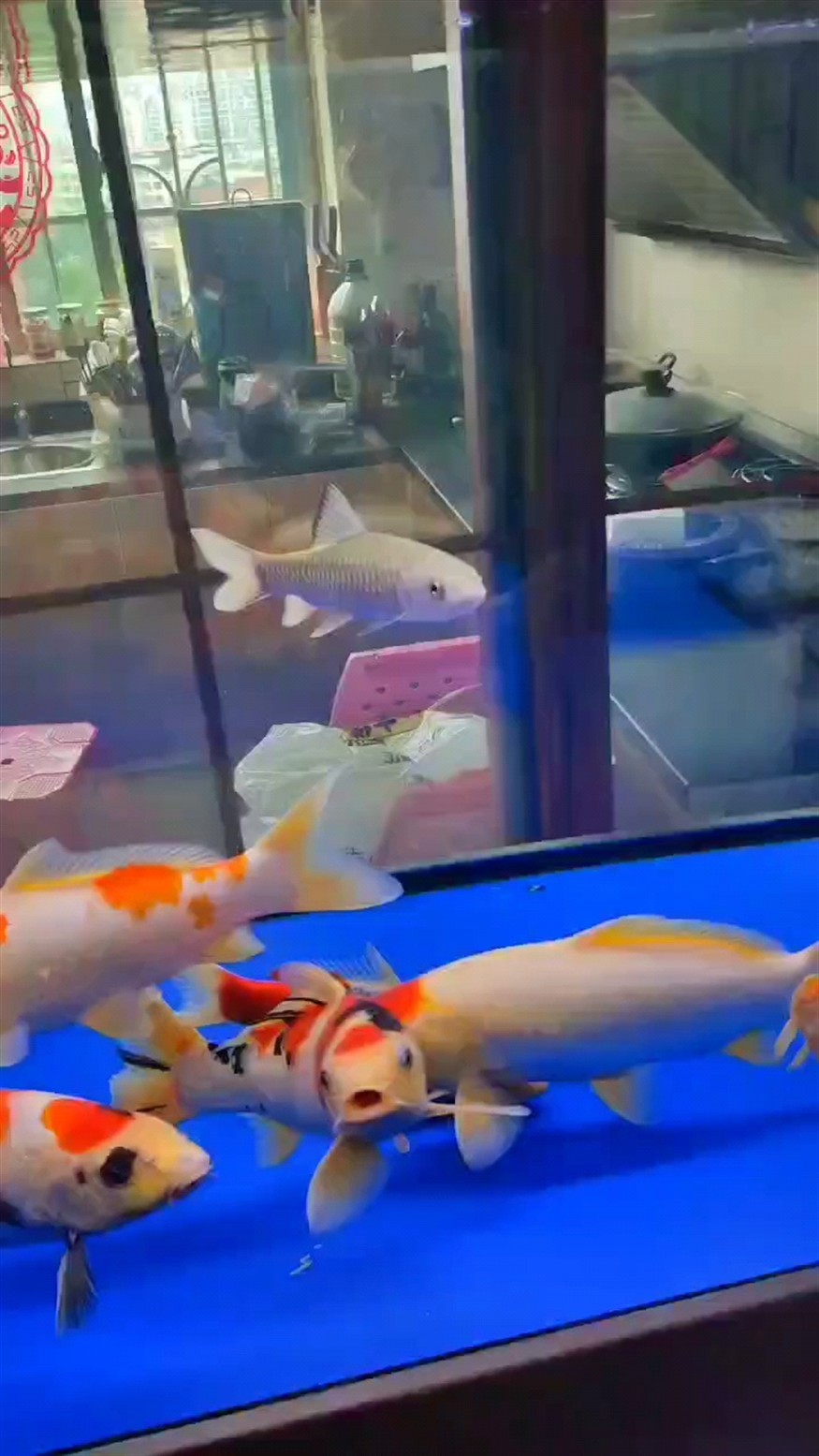 軍魚