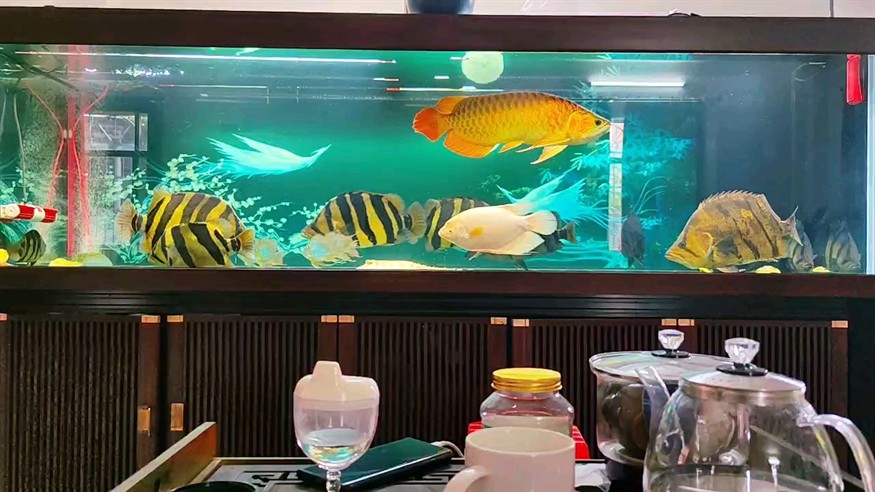 三紋比泰還要明 三紋比泰還要明 龍魚論壇