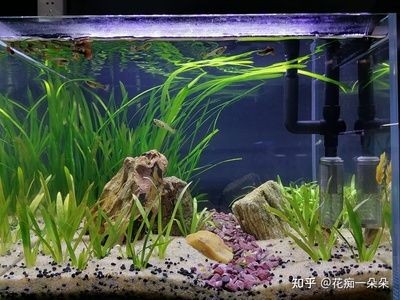 便宜的魚缸造景好嗎視頻：如何進(jìn)行魚缸造景