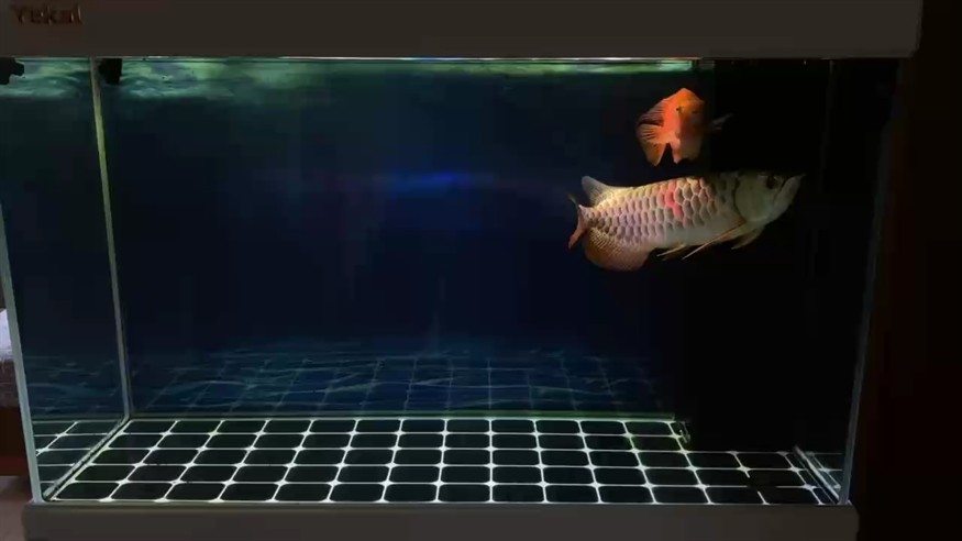 龍魚虎魚混養搭配的寓意和象征是什么意思（龍魚虎魚混養搭配的寓意和象征是什么意思）