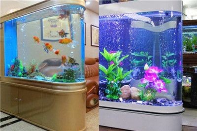 大魚缸金魚:大魚缸金魚的飼養(yǎng)方法及注意事項(xiàng) 魚缸百科 第1張 大魚缸金魚:大魚缸金魚的飼養(yǎng)方法及注意事項(xiàng) 大魚缸金魚:大魚缸金魚的飼養(yǎng)方法及注意事項(xiàng) 魚缸百科 第1張