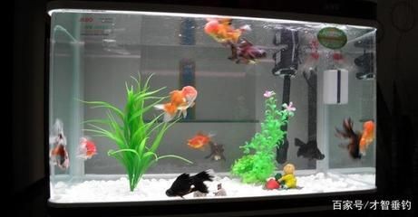 大魚缸金魚:大魚缸金魚的飼養(yǎng)方法及注意事項(xiàng) 魚缸百科 第4張 大魚缸金魚:大魚缸金魚的飼養(yǎng)方法及注意事項(xiàng) 大魚缸金魚:大魚缸金魚的飼養(yǎng)方法及注意事項(xiàng) 魚缸百科 第4張