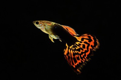 紅龍魚在缸底不動是什么原因呢（紅龍魚在缸底不動是什么原因呢視頻）