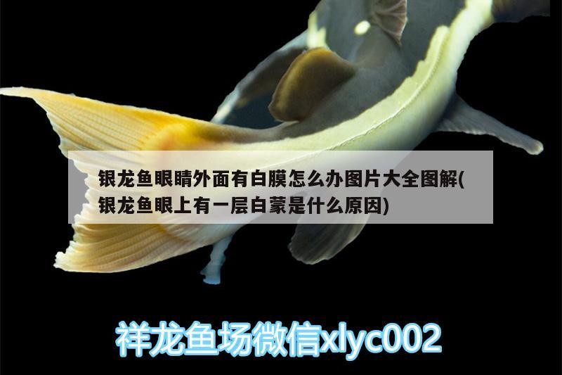 銀龍魚眼睛外面有白膜怎么辦圖片大全圖解(銀龍魚眼上有一層白蒙是什么原因) 銀龍魚眼睛外面有白膜怎么辦圖片大全圖解(銀龍魚眼上有一層白蒙是什么原因) 銀龍魚百科