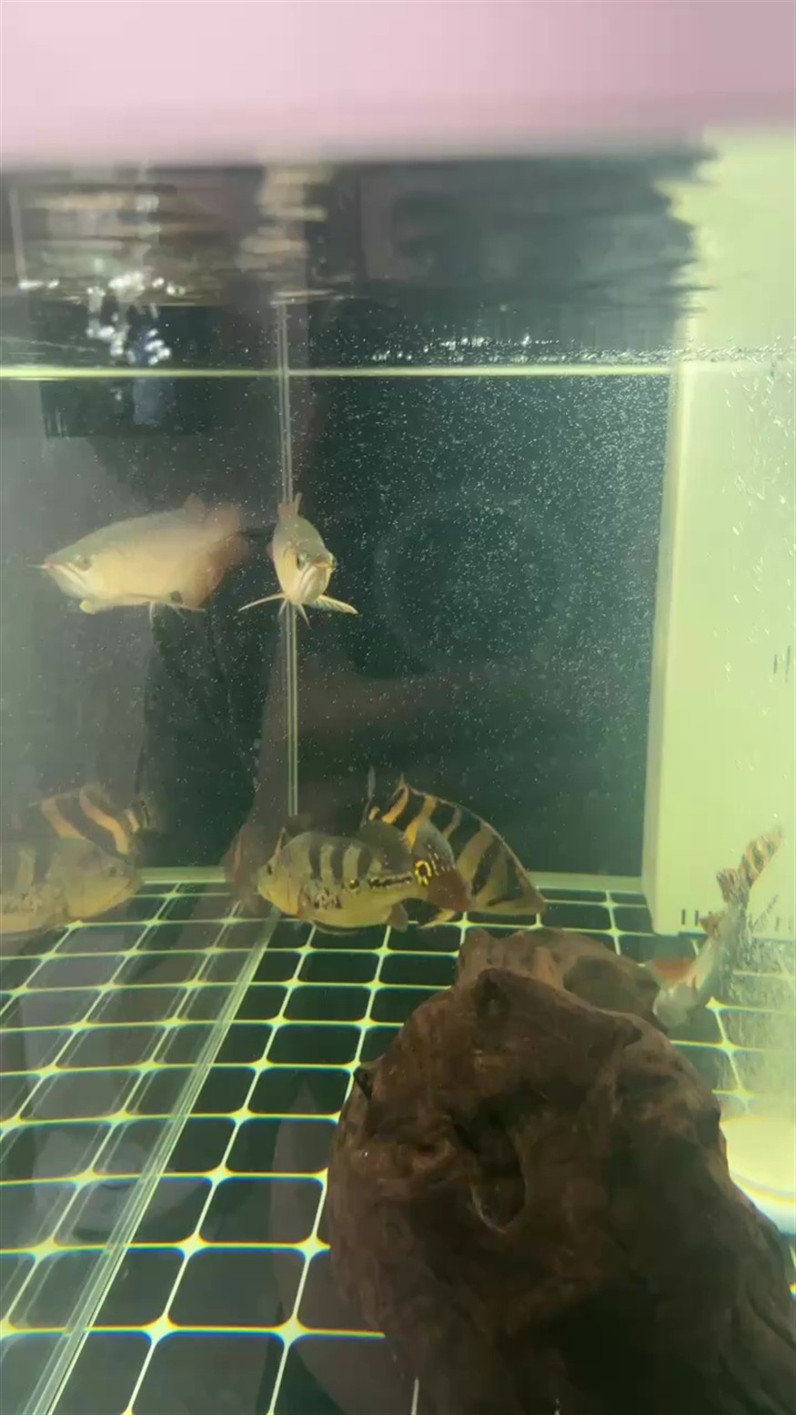 背上又撞白了