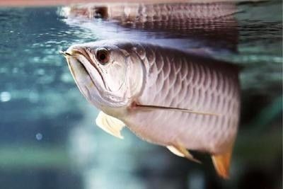 龍魚疾病預防措施有哪些呢