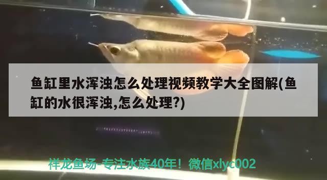 龍魚與虎魚混養(yǎng)有什么意義嗎龍魚與虎魚混養(yǎng)有什么意義嗎（龍魚與虎魚混養(yǎng)有什么意義嗎）