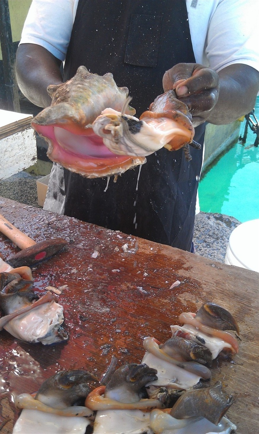 老虎魚海鮮（海鮮虎魚圖片及價(jià)格）
