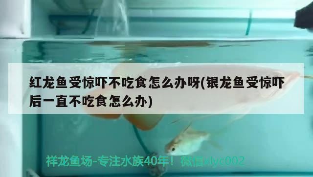 紅龍魚受驚嚇不吃食怎么辦呀(銀龍魚受驚嚇后一直不吃食怎么辦) 紅龍魚受驚嚇不吃食怎么辦呀(銀龍魚受驚嚇后一直不吃食怎么辦) 銀龍魚百科