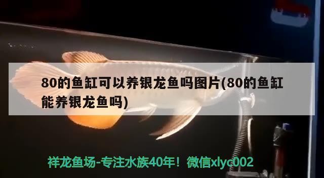 80的魚缸可以養銀龍魚嗎圖片(80的魚缸能養銀龍魚嗎)