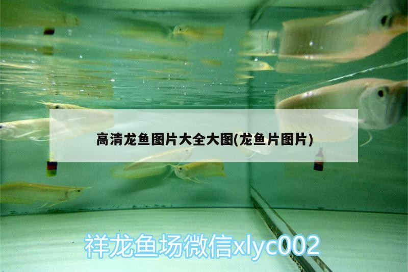 高手評測金龍