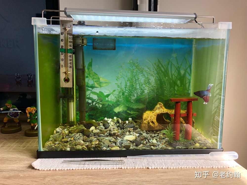斗魚缸需要過濾嗎：斗魚水質(zhì)管理的技巧