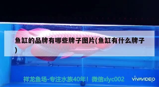 紅龍魚多久能長到40公分大的（紅龍魚多久能長到40公分大的魚）
