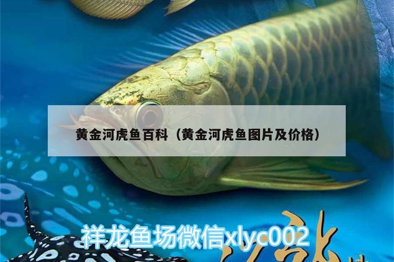 黃金河虎魚百科（黃金河虎魚圖片及價(jià)格）