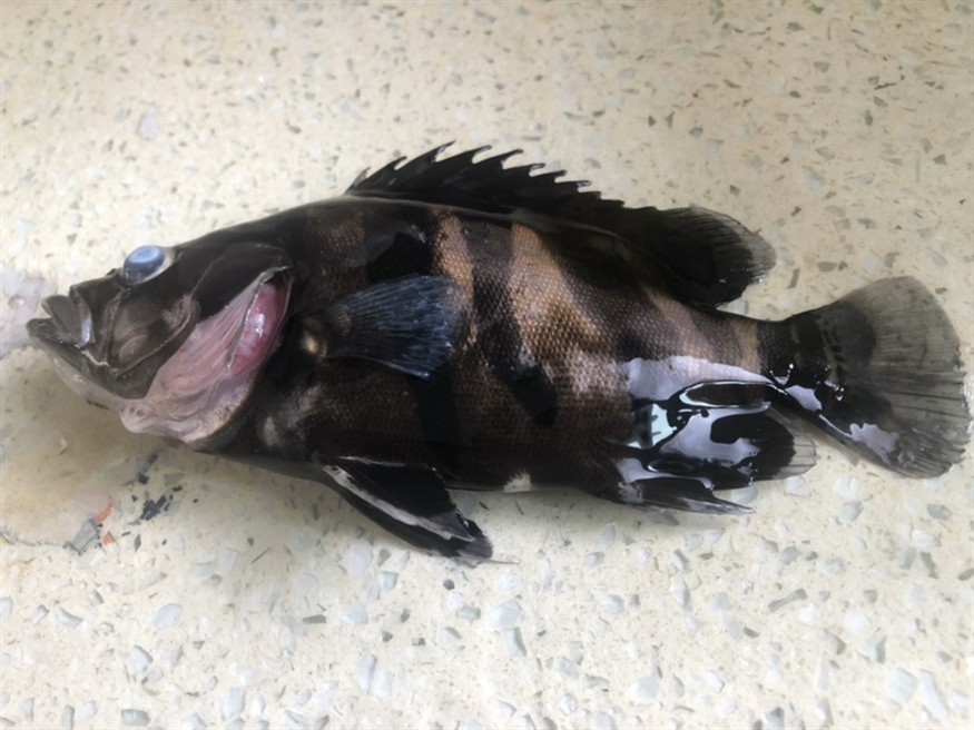 虎魚為什么會暴斃呢？