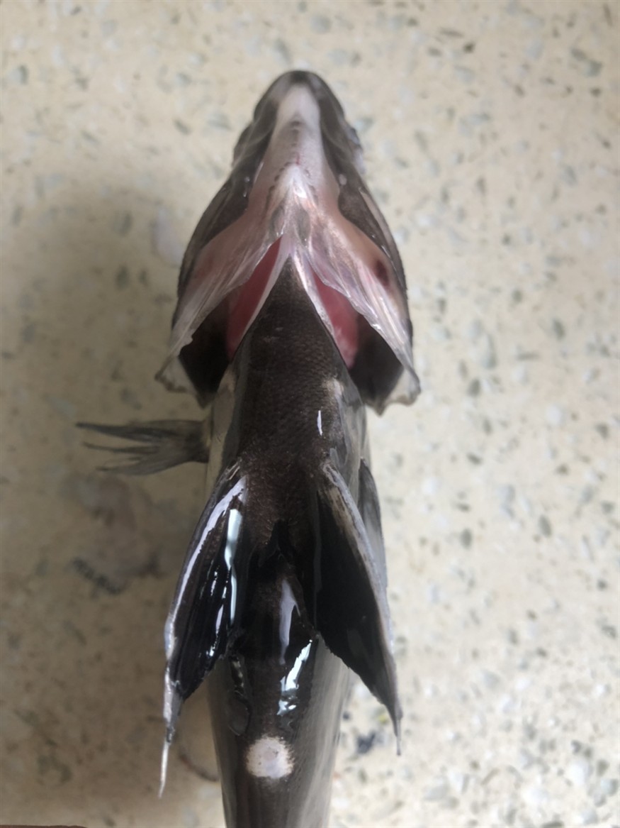虎魚為什么會暴斃呢？