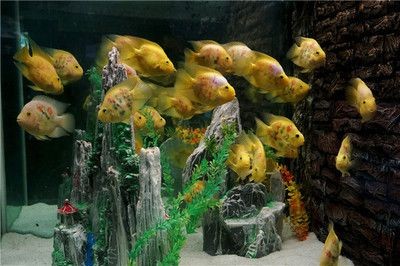1.2米魚缸養幾條大型魚好：1.2米的魚缸養幾條大型魚合適 1.2米魚缸養幾條大型魚好：1.2米的魚缸養幾條大型魚合適 魚缸百科 第2張