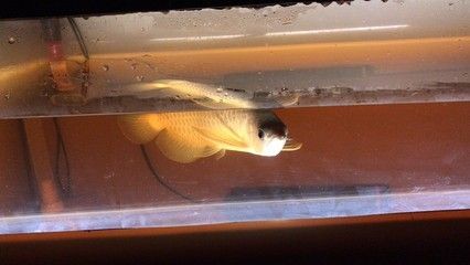 龍魚都吃什么東西長大的 龍魚百科 第1張 龍魚都吃什么東西長大的 龍魚都吃什么東西長大的 龍魚百科 第1張