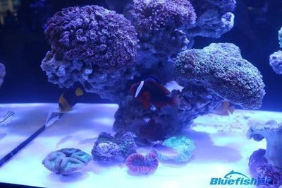深圳市龍崗區橫崗鎮歌路芙水族店